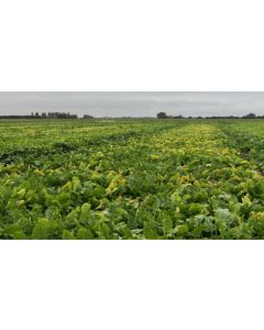 KWS Maruscha Energy Beet