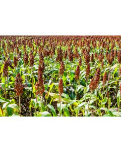 Red Millet Seed Mix 5kg