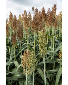 Top Flush Millet Seed Mix 10 Kilo