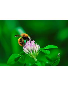 EF4 Nectar Flower Grass Seed Mix 5kg
