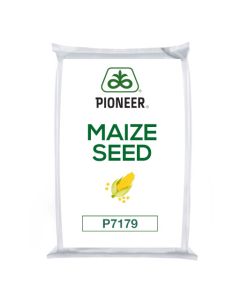 P7179 Korit RedigoM Lumibio Maize Seed