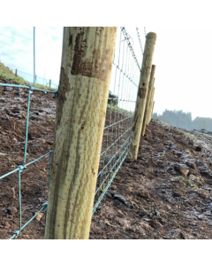 Platinum Incised Round Pointed Post