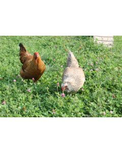 Poultry Pasture Plus Mix