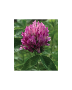 Red Clover - Global