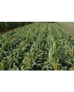 Dwarf Shorty Sorghum