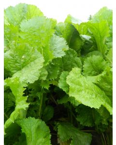 Tyfon Stubble Turnip Seed