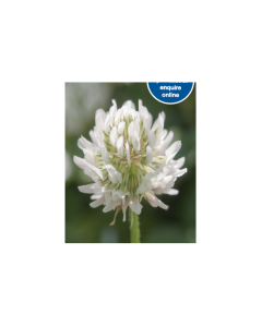 Rivendel White Clover (small leaf) 