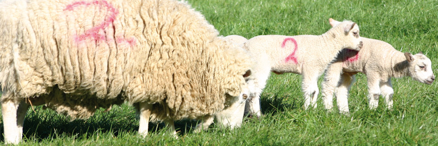 Ewe Management prior to lambing
