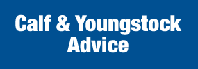 Calf & Youngstock Advice