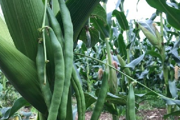 Berry Hill Farm Trial Plot