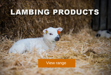 lambing