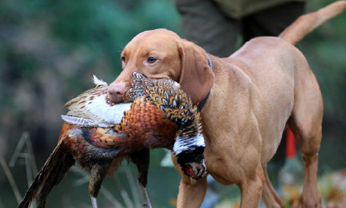 How are gun dogs affected? How are gun dogs affected?