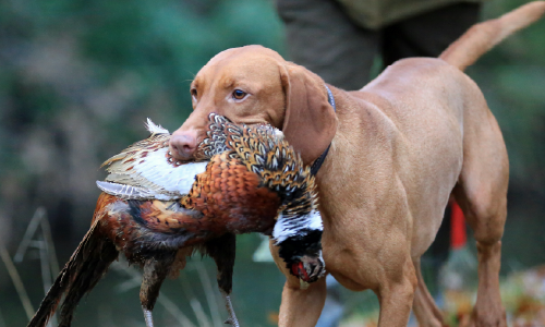 How are gun dogs affected?