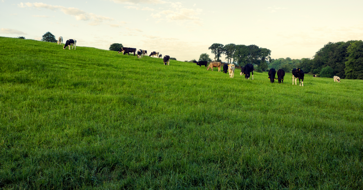 Maximising Profit from Home-Grown Forage