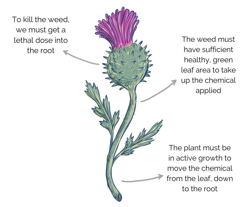 How to Kill Thistles How to Kill Thistles