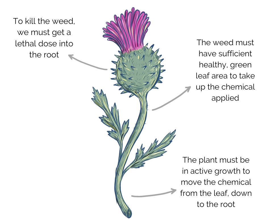 How to Kill Thistles