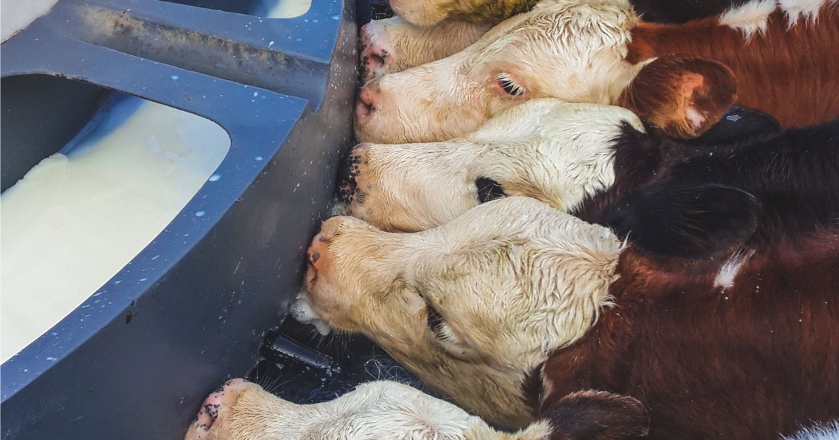What Makes a good calf rearer?