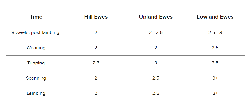 Ewe body condition scoring table