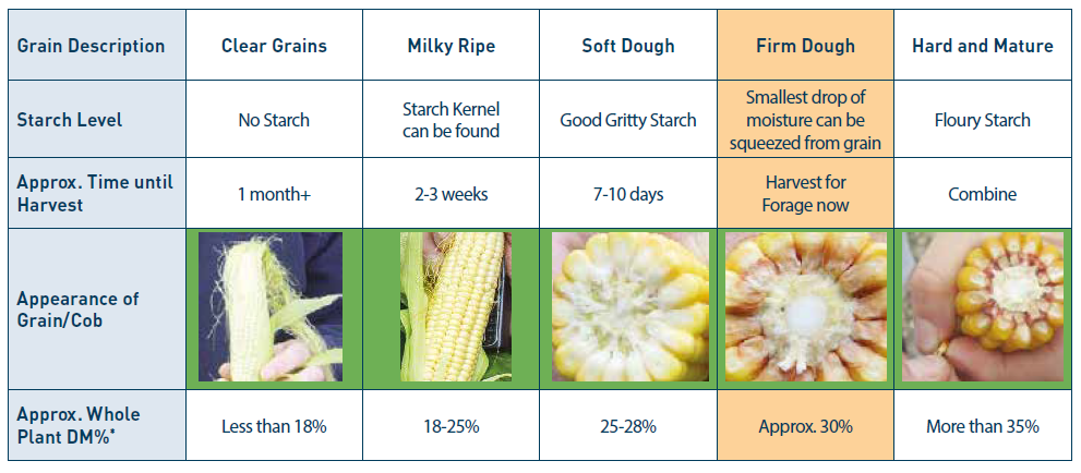 Cob Ripeness Guide