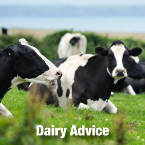 Dairy Advice