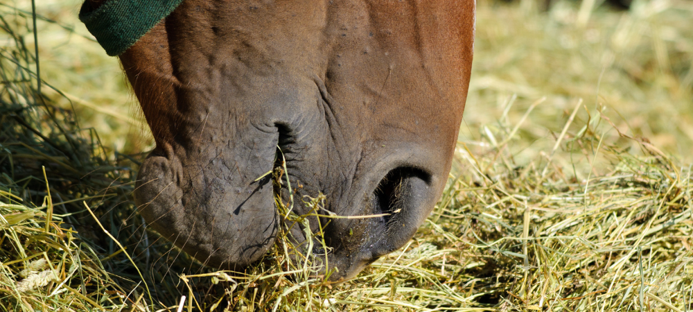 The importance of feeding your horse fibre