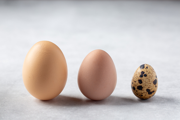 guinea fowl  eggs