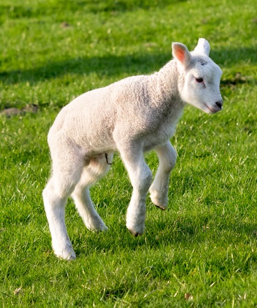 Lambs playing in field