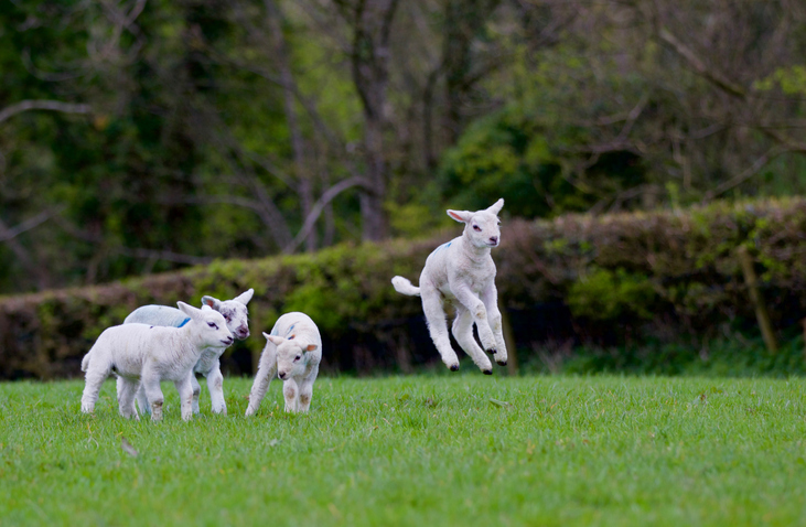 Lambs playing in field