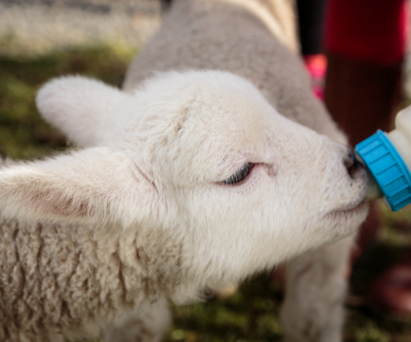 Guide to rearing lambs artificially