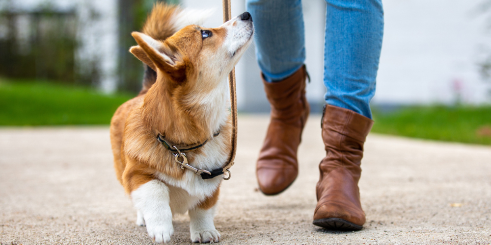 8 signs that your dog is overweight