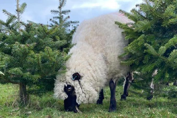 Sheep grazing Sheep grazing