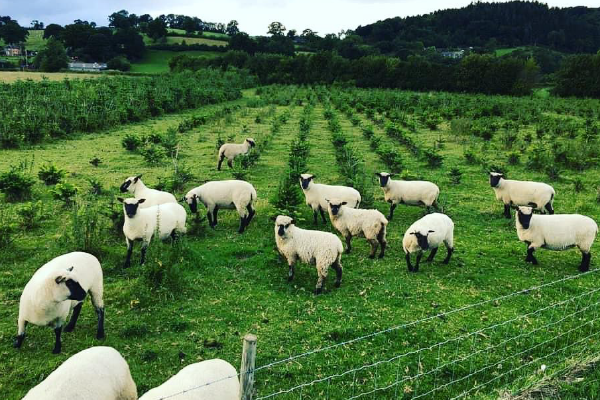 Sheep grazing Sheep grazing