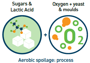 The aerobic spoilage process