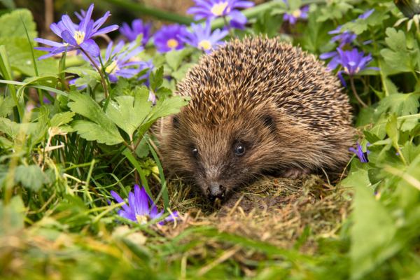 Take care of wildlife
