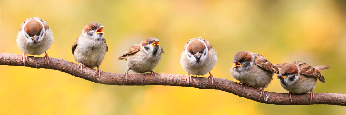 What to feed birds in your garden