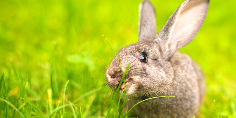 5 things every rabbit owner should know
