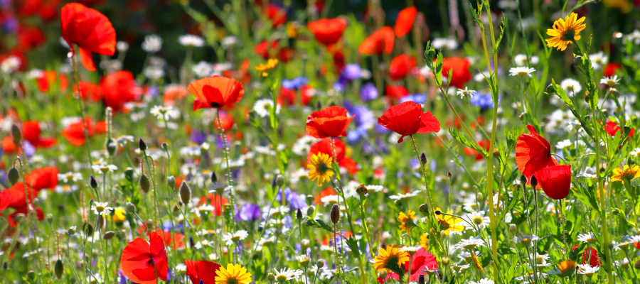 5 ways of encouraging pollinators to your garden