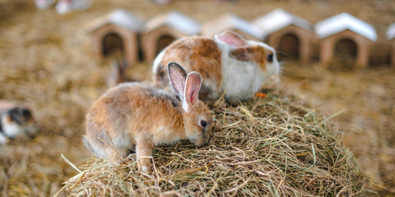 5 things every rabbit owner should know
