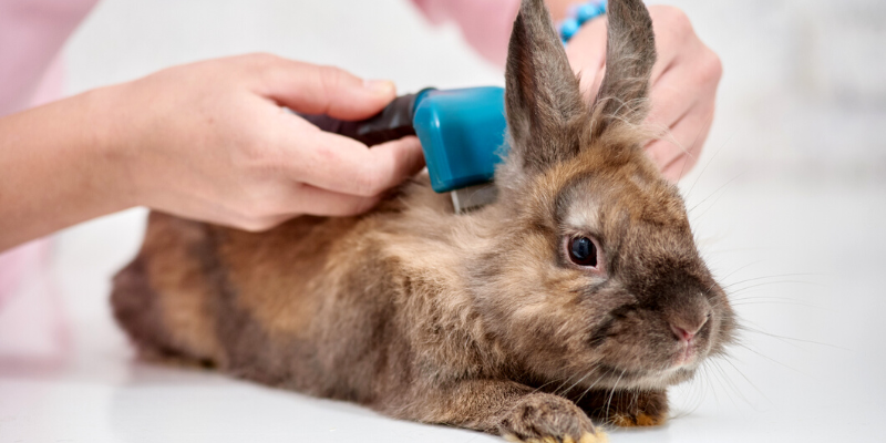 5 things every rabbit owner should know