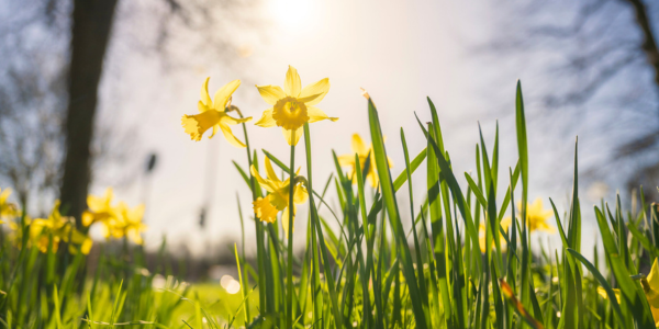 Deadhead your bulbs