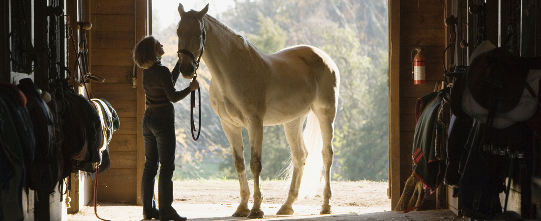 Maintaining a senior horse’s diet