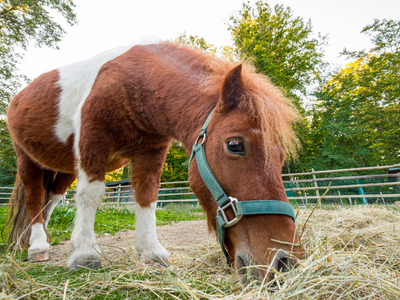 What to feed Shetland ponies What to feed Shetland ponies