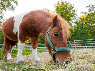 What to feed Shetland ponies