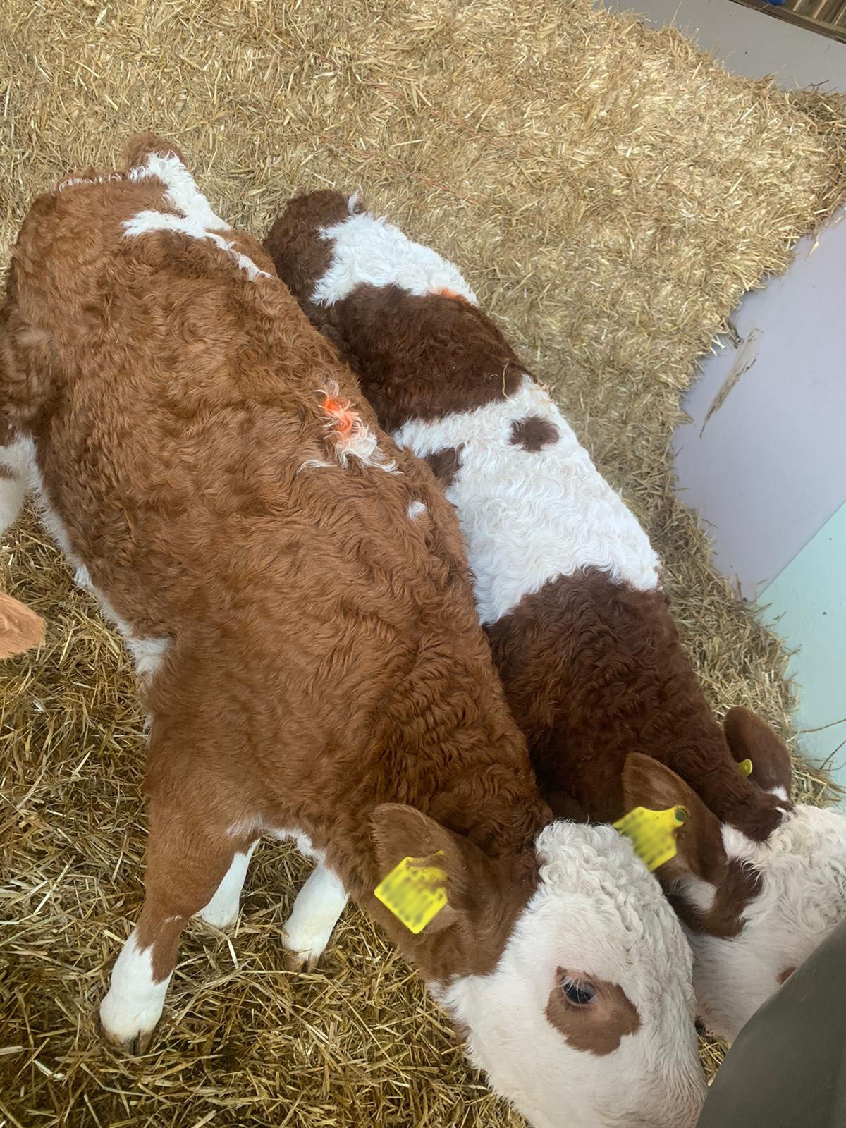 Two calves drinking out of buckets 