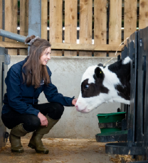 Calf Rearing Advice