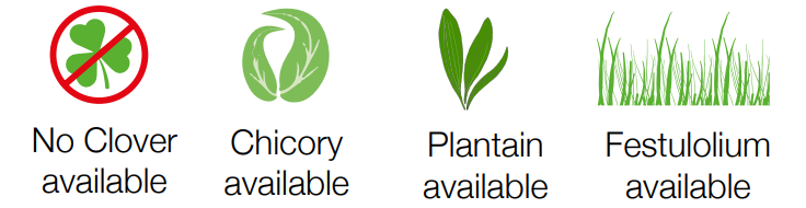 No clover mixes available as well as chicory, plantain or festulolium