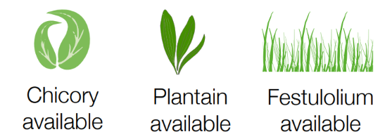 chicory, plantain or festulolium available